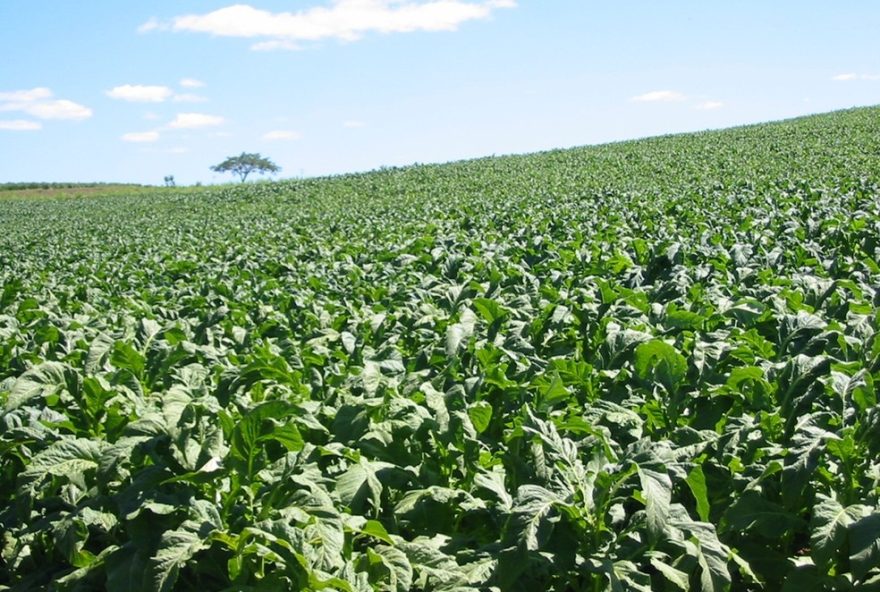 cultivo-de-tabaco-em-sc-expoe-agricultores-a-overdose-de-nicotina-e-contaminacao-da-agua2C-diz-estudo