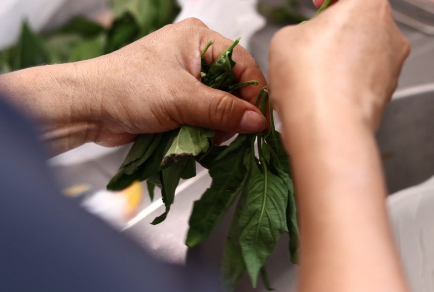 curso-de-plantas-medicinais-em-sao-vicente-com-bolsa-de-r245003A-inscreva-se