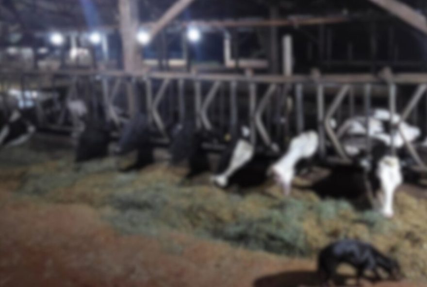curto-circuito-em-fazenda-no-parana-causa-morte-de-32-vacas-e-prejuizo-de-r24600-mil