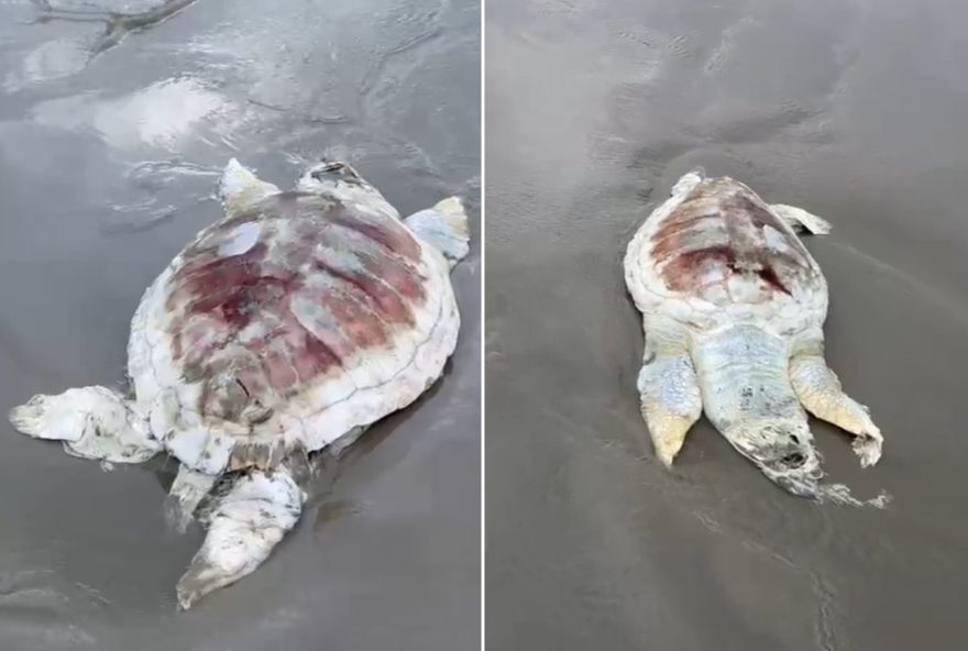 de-cabecuda-em-decomposicao-encontrada-em-praia-do-litoral-de-sp3A-instituto-biopesca-remove-corpo