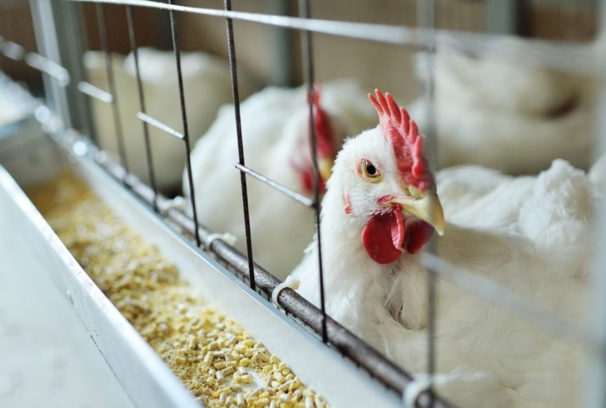 de-suspende-exportacao-de-frango-do-rs-apos-caso-de-gripe-aviaria