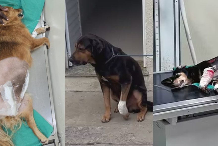 de3A-protocolo-de-atendimento-a-animais-baleados-por-criminosos-e-contabilizacao-de-casos-no-municipio-do-rio-de-janeiro
