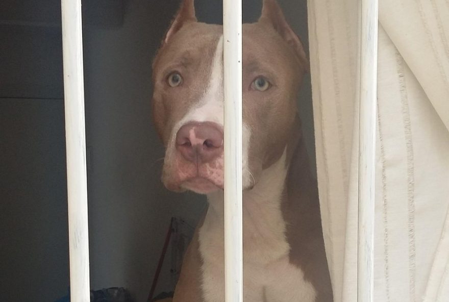 decreto-regulamenta-circulacao-de-pitbulls-e-10-racas-derivadas-em-sc3A-saiba-mais