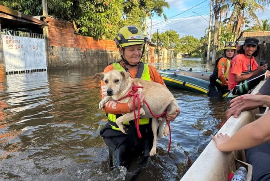 defesa-civil-resgata-60-animais-em-peruibe-apos-temporais3A-saiba-como-ajudar