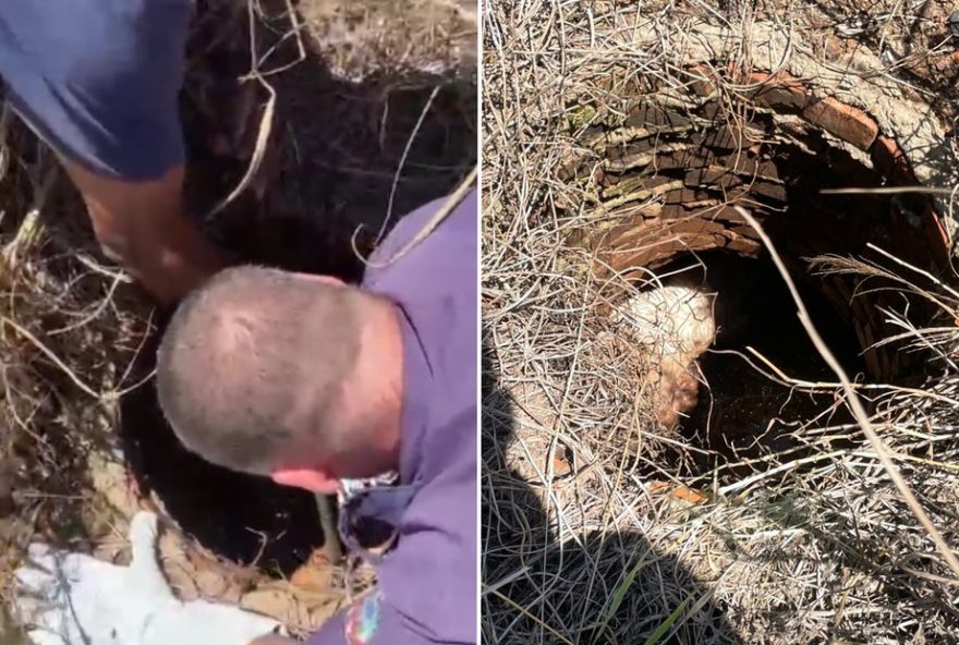 defesa-civil-resgata-cachorro-preso-em-tubulacao-de-esgoto-no-interior-de-sp defesa-civil-resgata-cachorro-preso-em-tubulacao-de-esgoto-no-interior-de-sp