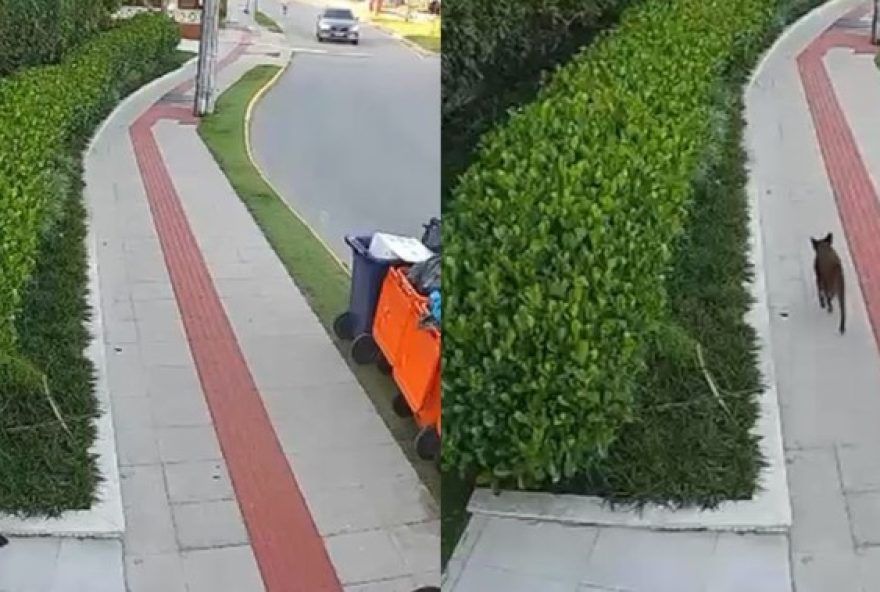 defesa-nega-autoria-de-adolescente-em-video-de-cao-andando-apos-agressoes3A-policia-confirma defesa-nega-autoria-de-adolescente-em-video-de-cao-andando-apos-agressoes3A-policia-confirma