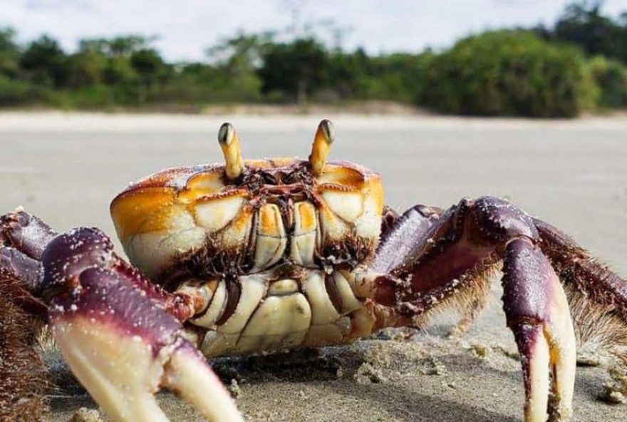 defeso-do-caranguejo-uca-no-maranhao3A-venda-proibida-ate-9-de-janeiro.-saiba-mais-sobre-a-protecao-desse-crustaceo-essencial
