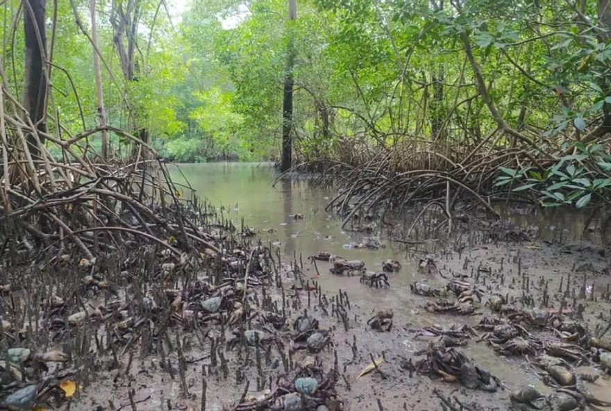 defeso-do-caranguejo-uca-no-para3A-periodo-de-protecao-e-preservacao-em-2026.-medida-fundamental-para-garantir-a-reproducao-e-sustentabilidade-desse-crustaceo defeso-do-caranguejo-uca-no-para3A-periodo-de-protecao-e-preservacao-em-2026.-medida-fundamental-para-garantir-a-reproducao-e-sustentabilidade-desse-crustaceo