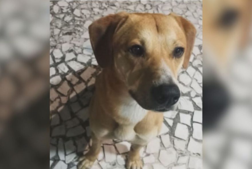 delegado-adota-cao-caramelo-e-destaca-atuacao-da-policia-civil-na-protecao-animal delegado-adota-cao-caramelo-e-destaca-atuacao-da-policia-civil-na-protecao-animal