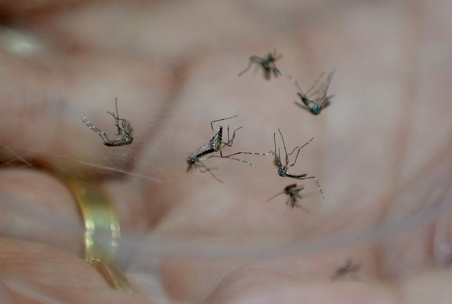 dengue-em-campinas3A-alerta-para-aumento-de-casos-graves-e-resistencia-da-populacao