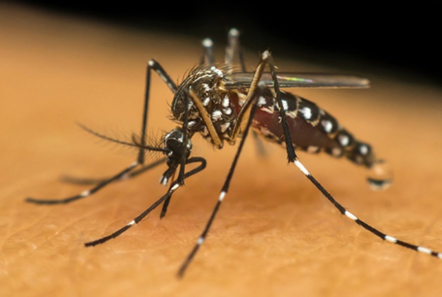 dengue-em-sao-paulo3A-primeira-morte-em-2025-e-aumento-de-casos.-previna-se