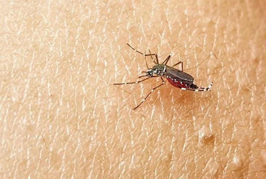 dengue-mata-1-pessoa-por-dia-em-sc-em-20243B-baixa-vacinacao-preocupa