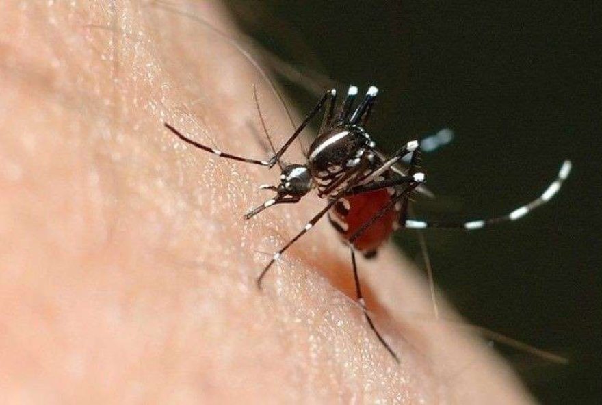 Goiás teve mais de 47 mil casos de dengue no primeiro semestre de 2023