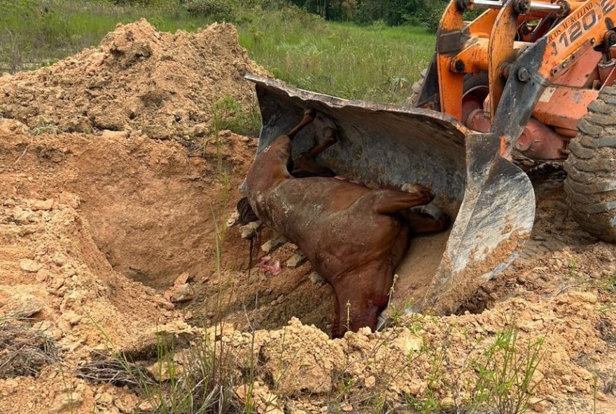 denuncia-de-cavalos-mortos-por-suspeita-de-intoxicacao-em-haras-de-manaus3A-investigacao-em-andamento-pela-adaf-e-policia-civil