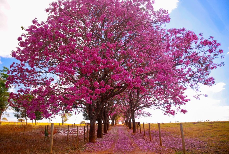 Seminário Desafio das Flores irá reunir 21 municípios da Região Metropolitana de Goiânia para discutir estruturação do percurso