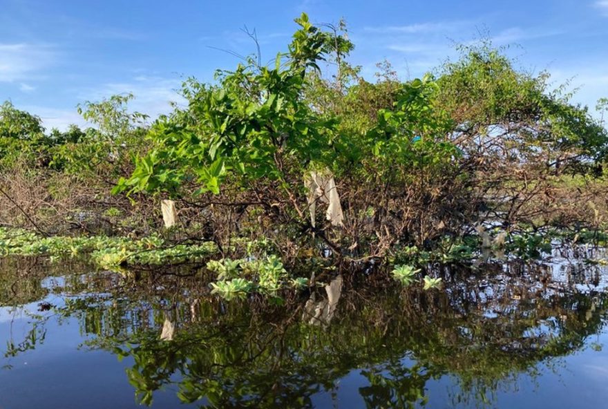descarte-irregular-de-plastico-na-amazonia3A-falta-de-fiscalizacao-do-governo-desde-2020 descarte-irregular-de-plastico-na-amazonia3A-falta-de-fiscalizacao-do-governo-desde-2020