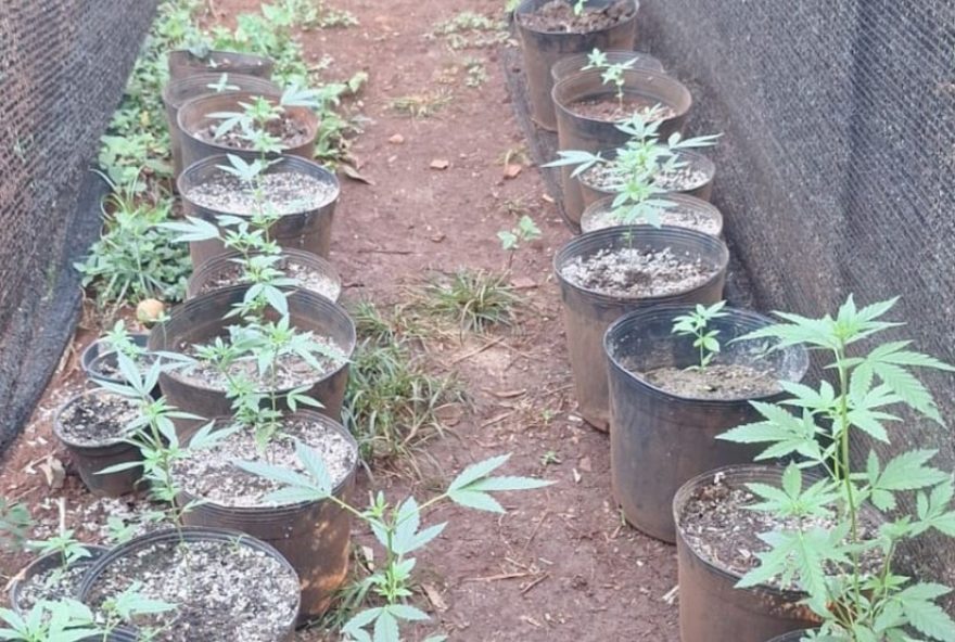 descoberta-de-estufa-de-maconha-em-tupaciguara3A-foragido2C-mae-e-adolescente-detidos-em-operacao-policial