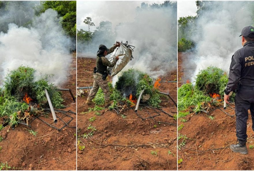 descoberta-de-plantacao-de-maconha-com-89-mil-pes-em-grajau-resulta-em-prisoes-e-incineracao-de-droga