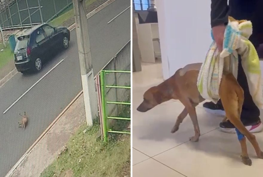 desconhecidos-se-unem-para-salvar-caramelo-atropelado3B-policia-investiga-maus-tratos-em-ponta-grossa2C-parana