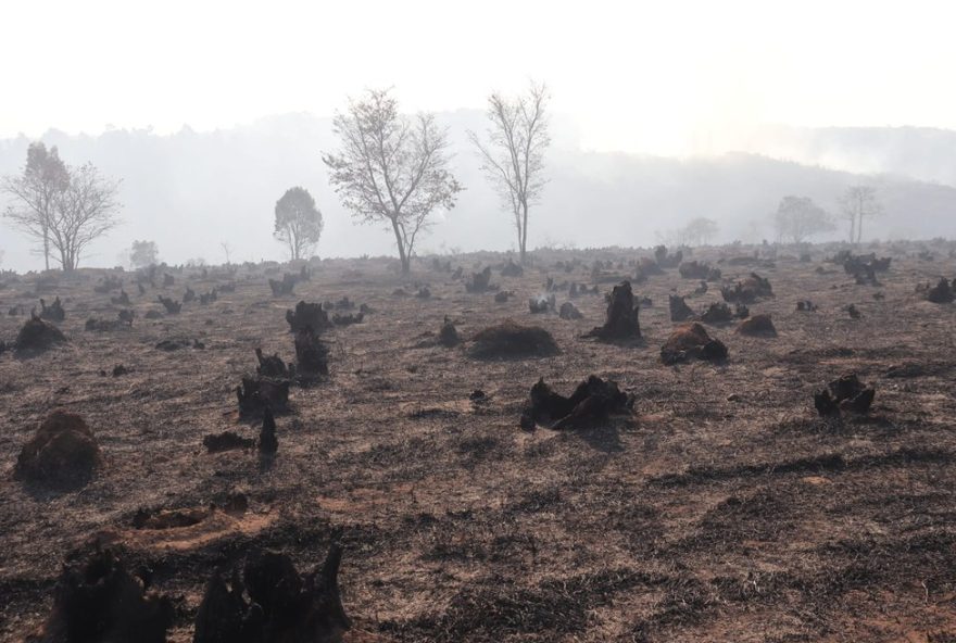 descubra-a-diversidade-da-serra-dos-cocais-em-valinhos-pos-incendio3A-desafios2C-superacoes-e-esforcos-de-conservacao