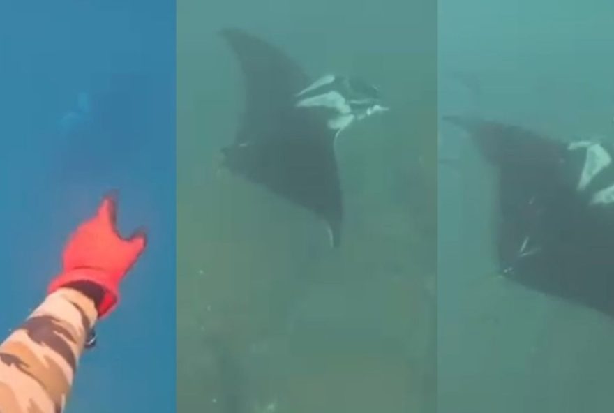 descubra-a-maior-especie-de-arraia-do-mundo-avistada-em-santa-catarina3A-arraia-manta-gigante-com-7-metros-de-envergadura descubra-a-maior-especie-de-arraia-do-mundo-avistada-em-santa-catarina3A-arraia-manta-gigante-com-7-metros-de-envergadura