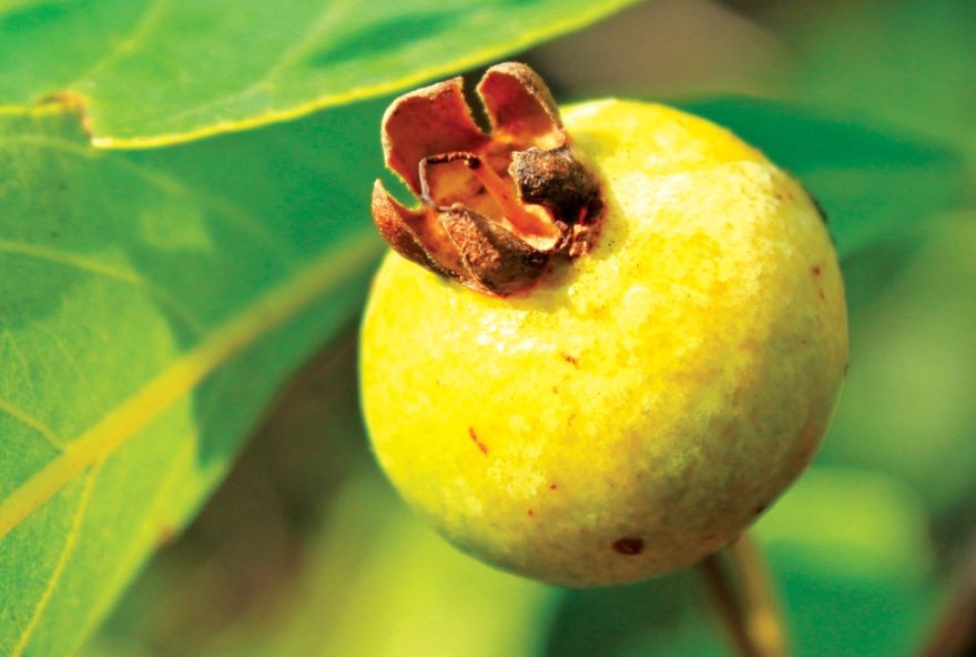 descubra-a-tradicao-da-cata-guavira-e-sua-ligacao-com-a-natureza descubra-a-tradicao-da-cata-guavira-e-sua-ligacao-com-a-natureza