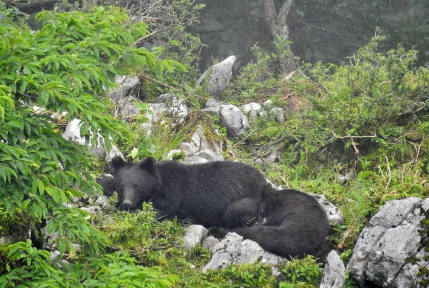 descubra-a-vida-selvagem-no-japao-por-meio-dos-olhos-de-uma-brasileira-apaixonada-pela-natureza