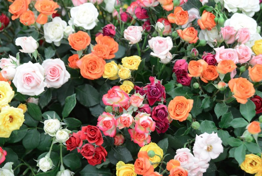 descubra-as-cores-da-primavera-em-atibaia-e-regiao3A-dicas-de-viagem-para-a-estacao-das-flores