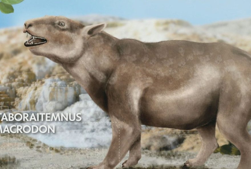 descubra-o-fossil-de-um-mamifero-de-55-milhoes-de-anos-em-itaborai