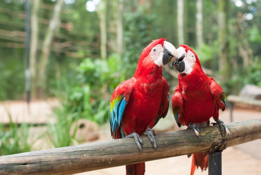 descubra-os-bastidores-de-vale-tudo-em-foz-do-iguacu3A-cenarios-incriveis-em-destaque
