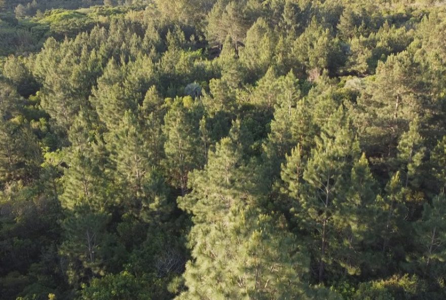 descubra-por-que-arvores-estao-sendo-removidas-em-parque-do-rs3A-acao-de-preservacao descubra-por-que-arvores-estao-sendo-removidas-em-parque-do-rs3A-acao-de-preservacao