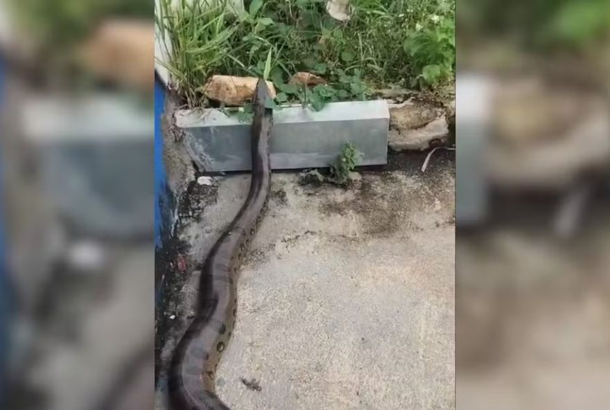 Sucuri de 2 metros é encontrada em calçada de residência, em Caldas Novas