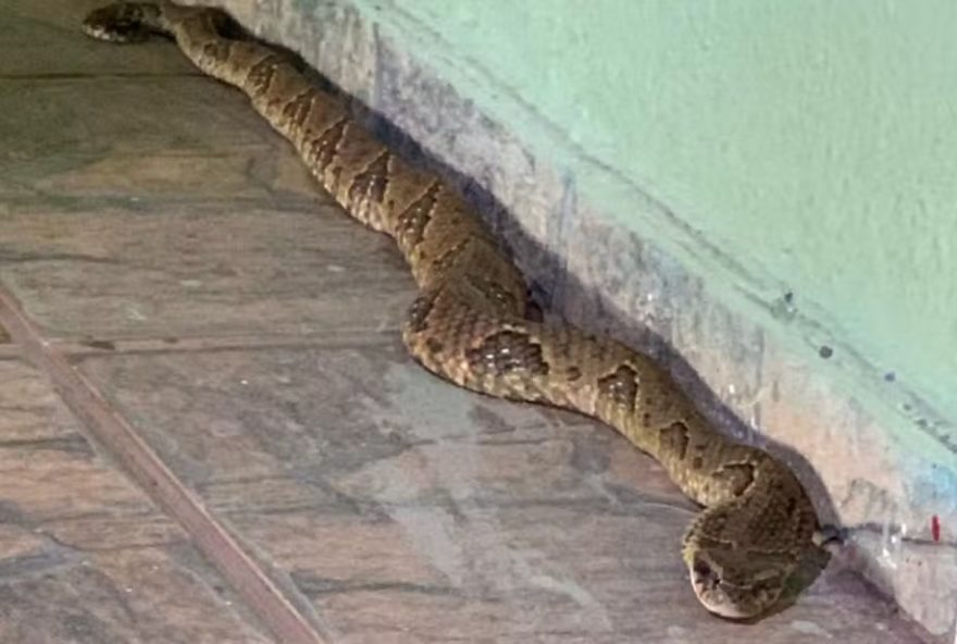 Cobra venenosa é encontrada dentro de banheiro em abrigo de Águas Lindas de Goiás