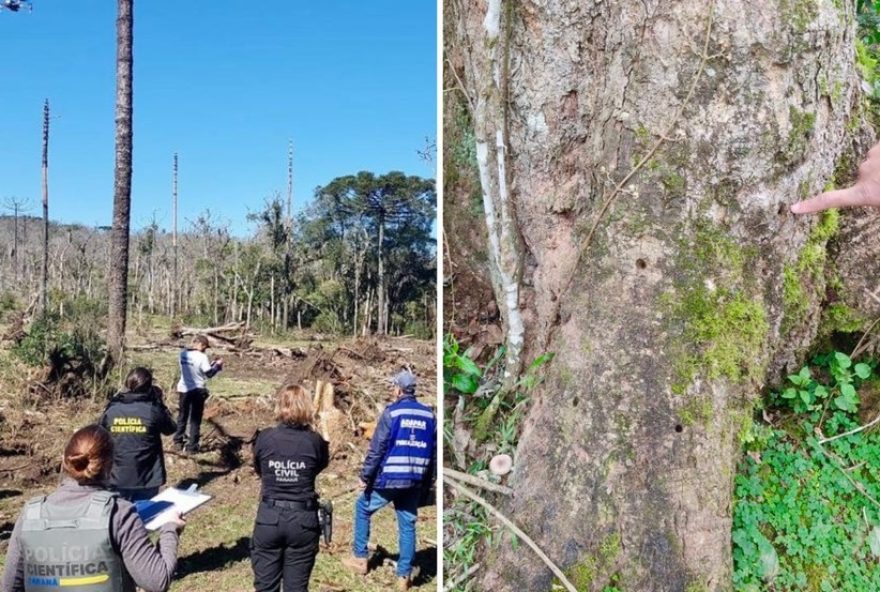desmatamento-ilegal-no-parana3A-multa-de-r24-862-mil-por-envenenamento-de-arvores.-protecao-ambiental-e-fundamental-para-o-equilibrio-do-ecossistema