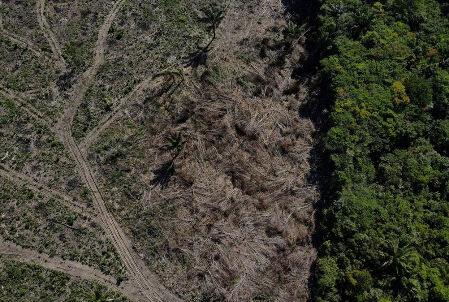 desmatamento-no-amazonas-cai-em-20253A-menor-numero-de-alertas-em-8-anos desmatamento-no-amazonas-cai-em-20253A-menor-numero-de-alertas-em-8-anos