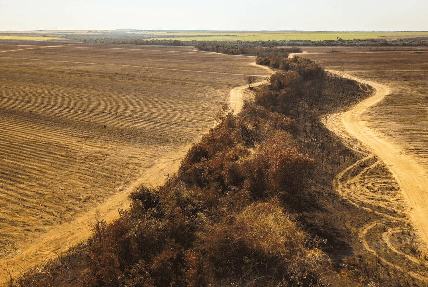 Desmatamento no Cerrado cai 48% em janeiro, mostra instituto