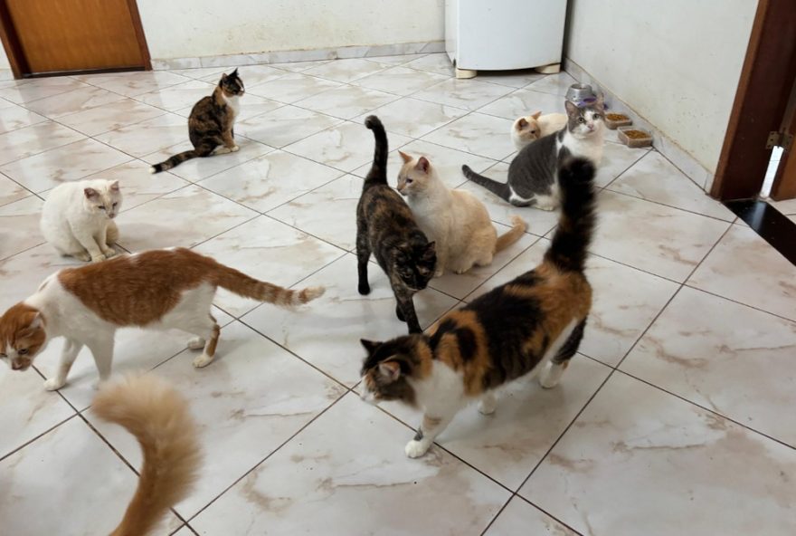 despejo-de-tutor-de-104-gatos-se-torna-crise-de-saude-publica-em-valinhos3A-cidade-pede-ajuda-para-acolher-animais