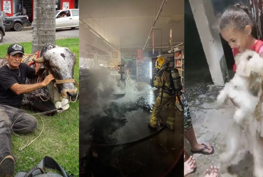 destaques-de-abril3A-boi-pet-em-mg2C-incendio-em-supermercado-e-reencontro-emocionante-com-cachorro