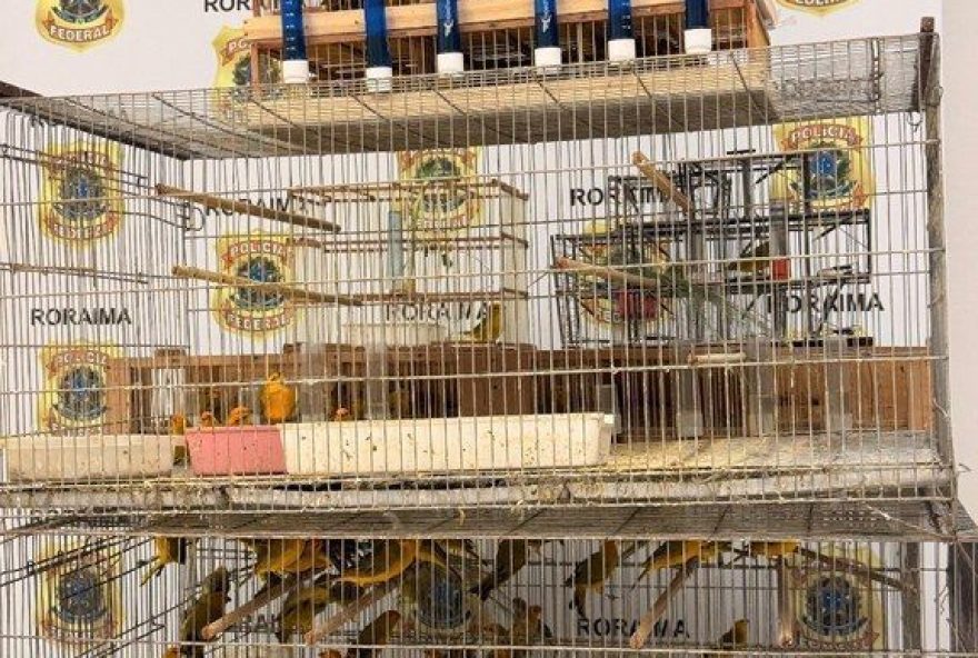 detidos-mantendo-350-canarios-da-terra-em-condicoes-precarias3A-crime-ambiental-e-maus-tratos.-medidas-legais-tomadas detidos-mantendo-350-canarios-da-terra-em-condicoes-precarias3A-crime-ambiental-e-maus-tratos.-medidas-legais-tomadas