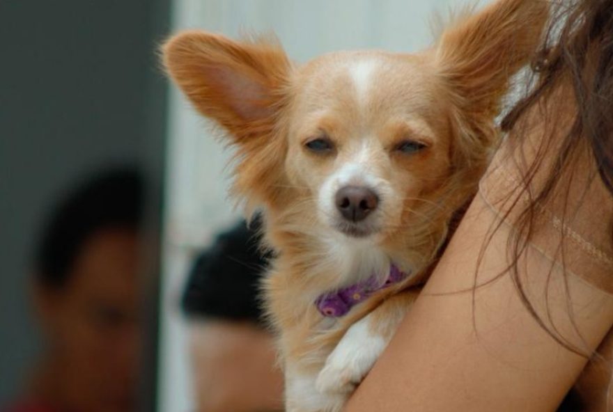 dia-d-de-vacinacao-antirrabica-em-garanhuns3A-veja-locais-de-atendimento dia-d-de-vacinacao-antirrabica-em-garanhuns3A-veja-locais-de-atendimento