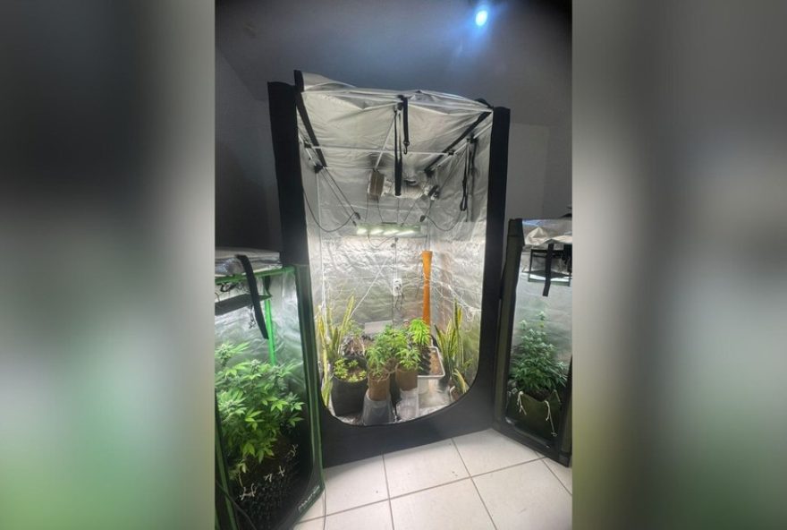 diario-do-estado-fecha-laboratorio-de-drogas-em-mg-com-estufas-de-maconha2C-cogumelos-e-ayahuasca