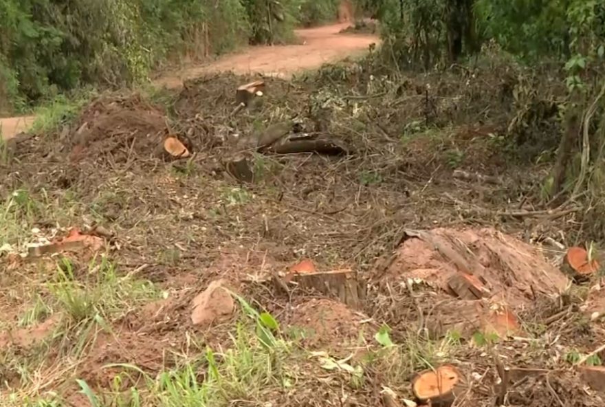 diario-do-estado3A-cortes-de-arvores-em-area-de-preservacao-em-cambuquira-mg-para-usina-fotovoltaica