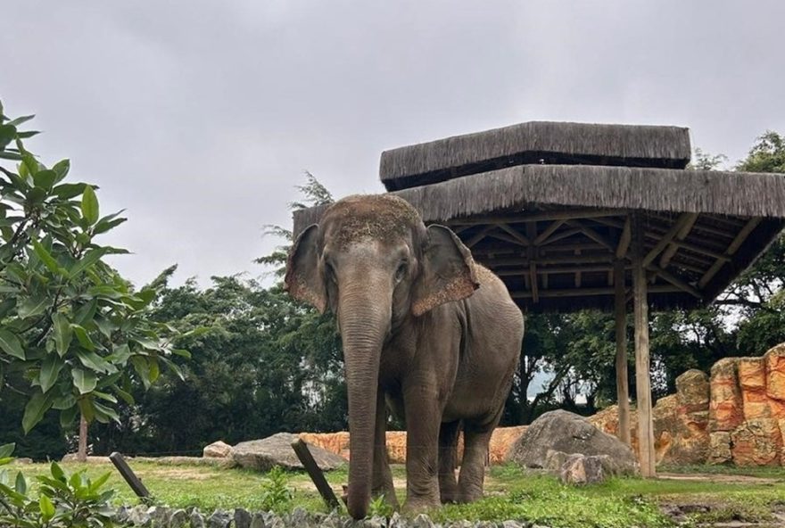 disputa-judicial-pelo-destino-da-elefanta-baby-do-beto-carrero-world disputa-judicial-pelo-destino-da-elefanta-baby-do-beto-carrero-world