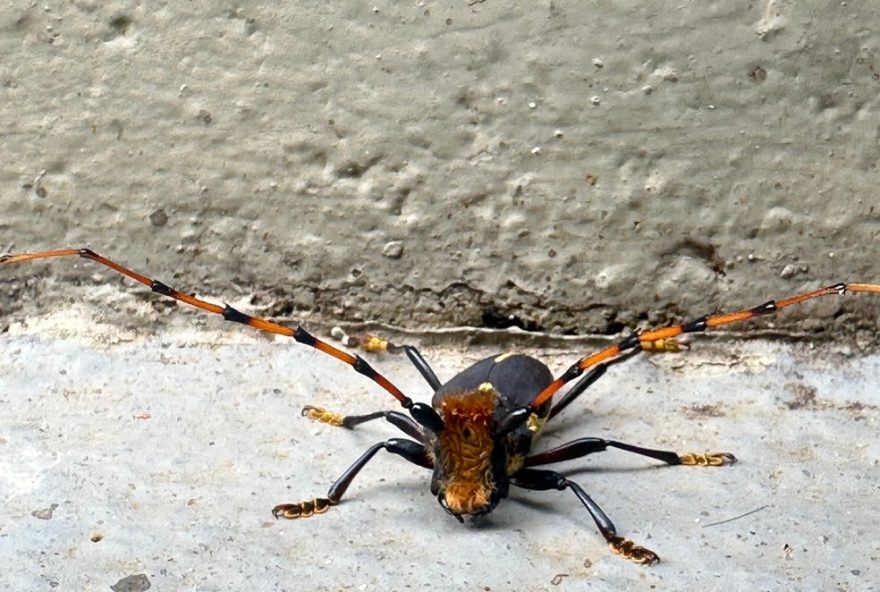 diversidade-dos-besouros3A-serra-pau-invade-sede-da-eptv-em-campinas diversidade-dos-besouros3A-serra-pau-invade-sede-da-eptv-em-campinas