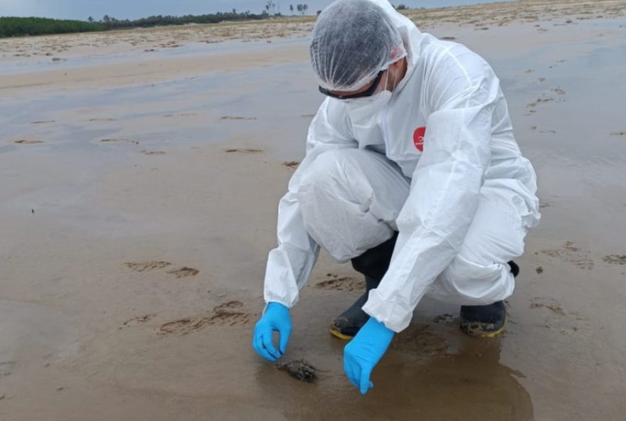 doenca-misteriosa-ameaca-aves-marinhas-no-maranhao3A-alerta-as-autoridades