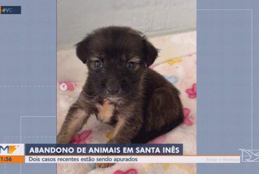 dois-casos-de-maus-tratos-a-animais-chocam-em-santa-ines dois-casos-de-maus-tratos-a-animais-chocam-em-santa-ines