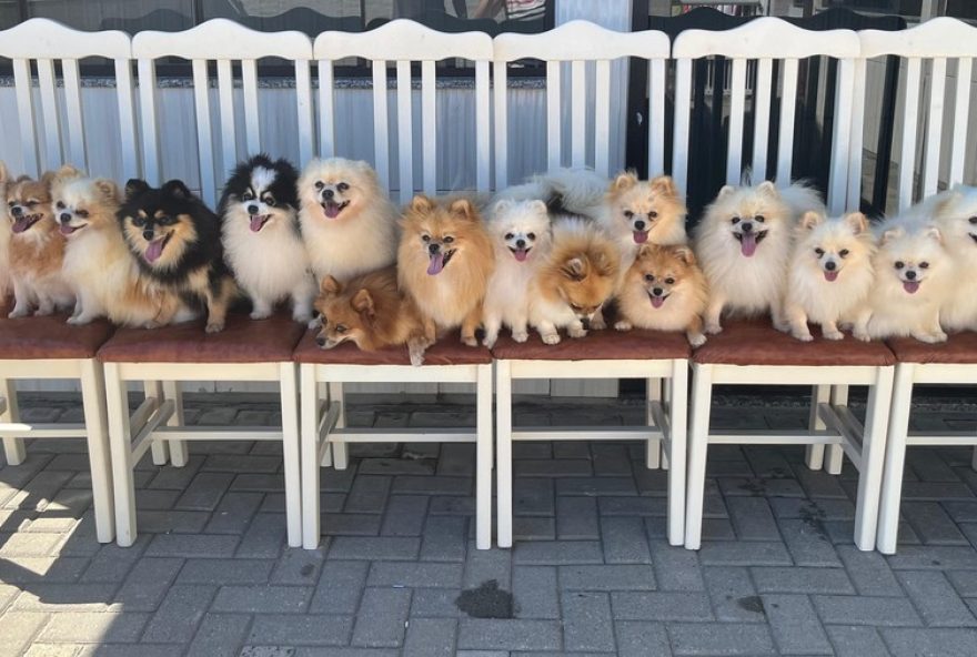 dono-de-lulus-da-pomerania-recupera-cachorros-apos-fuga-em-sc3A-a-gente-faz-de-tudo-pelos-pets