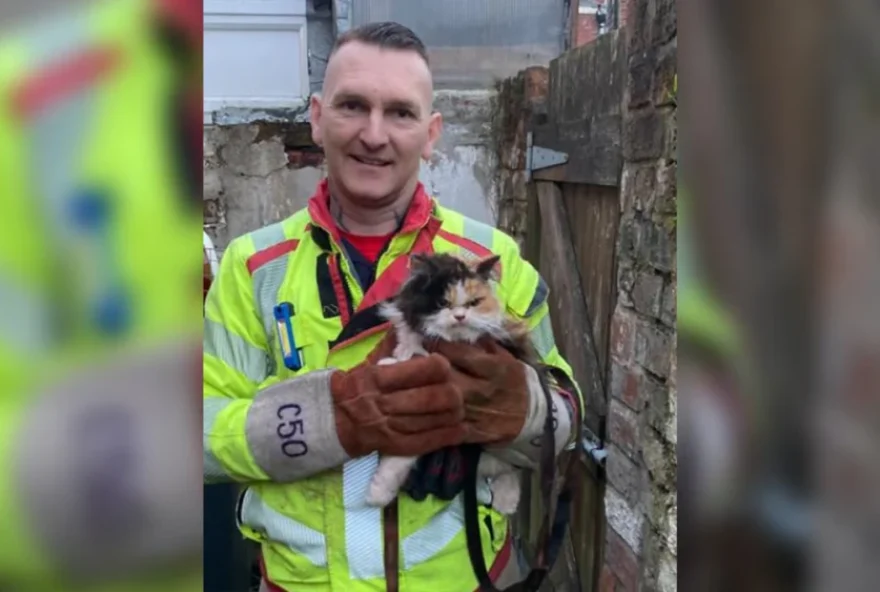 Gato "mal-humorado" viraliza ao ser resgatado por bombeiros