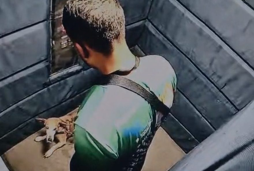 dpma-investiga-agressao-a-cachorro-no-elevador-do-leblon3A-autoridades-buscam-responsavel-pela-violencia-animal