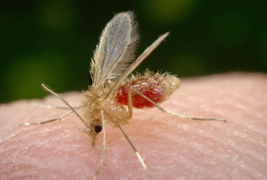 Mosquito palha é o transmissor da doença. (Foto: Reprodução/Internet)